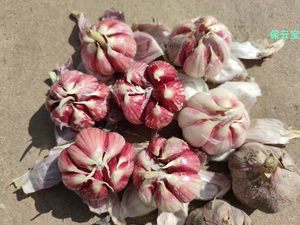 食用蔬菜種子市場(chǎng) 品種、趨勢(shì)與批發(fā)報(bào)價(jià)指南